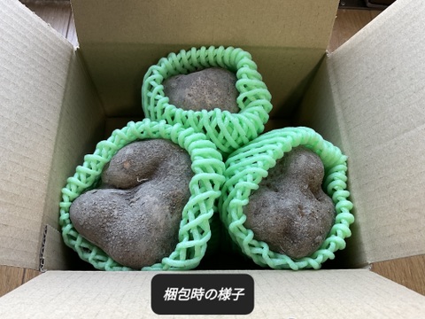 【特産】山の芋 約1kg 兵庫県六甲山麓有馬の美しい大地から産地直送