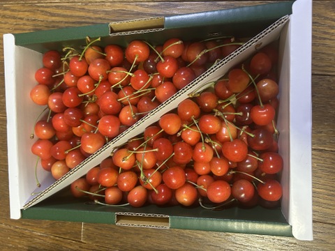 【 さくらんぼ:紅秀峰 】 山形県天童産   1kgバラ詰め【 最終2日間限定10箱🍒 】御中元•ご家庭用【 朝どれ 】