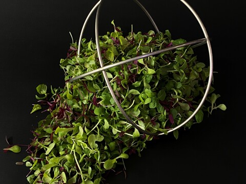 【レッドキャベツ(紫キャベツ)】マイクログリーン(7ｇ)成熟野菜の約5倍の栄養価！