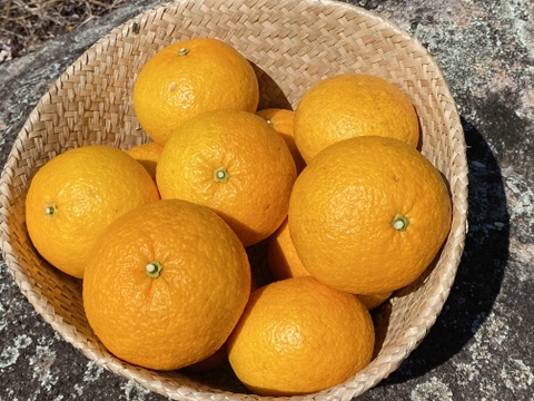 【有機JAS認証】尾鷲甘夏5kg　むいた瞬間、春が来る。