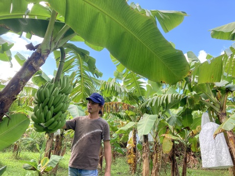 世界自然遺産の奄美大島から！ねっとり濃厚！奄美産バナナ（約１kg）