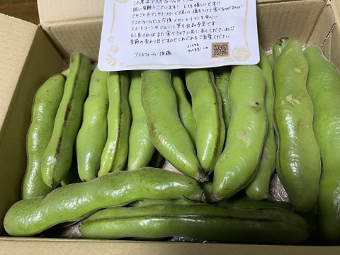 朝採り直送！節減対象農薬・化学肥料不使用♪ 今が旬の『そら豆(ソラマメ)』 1.4kg