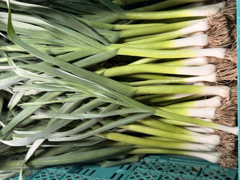 【今だけの旬】露地栽培の濃厚な香り！葉ニンニク｜ 3kg