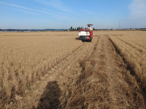 生活応援米【令和7年産】　 『ふさこがね』　玄米30kg 千葉県産 （2025年12月収穫　二番穗）