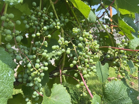 【福袋2025】ワイン用ぶどうで作ったジュース4本セット　ヤマソーヴィニヨン(赤) 720ml✖️4本