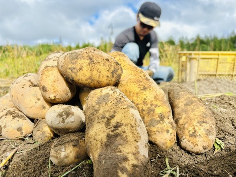 雪夏稚くんじゃがいも20kg』″超″熟成ホッカイコガネver.：北海道産の