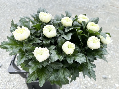 【業務用】白輪菊70cm 50本