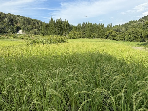 【新米令和７年】『兵太郎』秘境 金山町産　幻のお米 亀ノ尾4kg