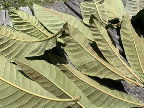 自然なり枇杷の葉（100g）