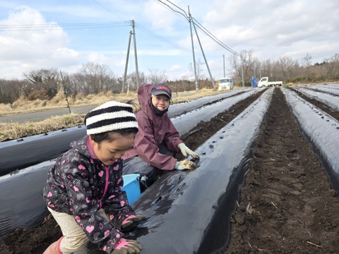 数量限定！元気いっぱい有機栽培の里芋　1kg