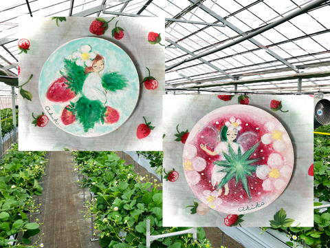 モンスターいちごが登場！宮城県産「スターナイト」！250ｇ×2ｐ入り