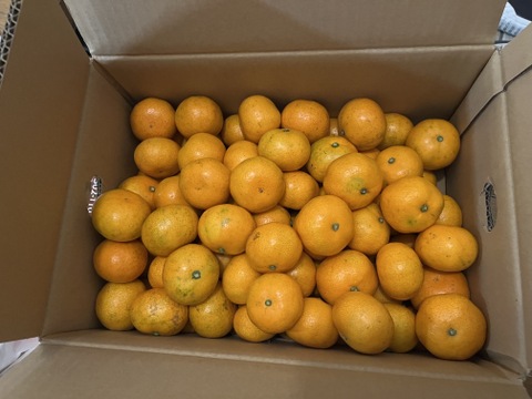 愛媛みかんの老舗厳選【小玉】『濃厚な旨みがギュッと凝縮』みかん 5.5kg 愛媛県川上産【冬ギフト】【ゲン担ぎ福袋】