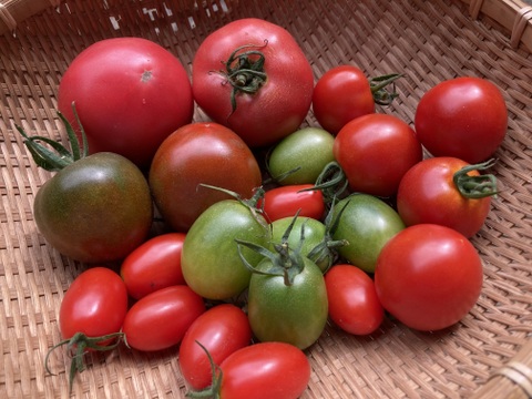 【冬ギフト】おまかせ季節の野菜セット【7品目】【熨斗対応可】＃栽培期間中農薬・化学肥料不使用