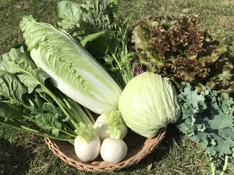 朝市限定 サラダ好き必見 葉物野菜 盛りだくさんセット 8種 千葉県産 食べチョク 農家 漁師の産直ネット通販 旬の食材を生産者直送