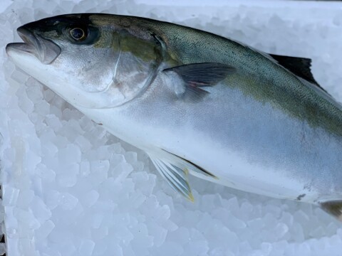 青空レストランで紹介された 平戸なつ香ヒラス 約4ｋｇ さばき方 魚レシピ付き 長崎県産の魚介類 食べチョク 産地直送 産直 お取り寄せ通販 農家 漁師から旬の食材を直送
