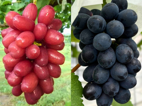 【彩りセット】クイーンセブン＋泉州パープルのセット