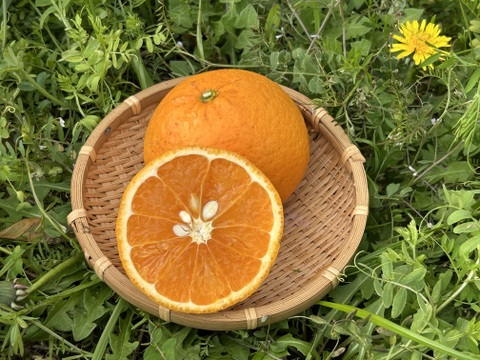 おうち用　不知火＆清見　箱込5kg