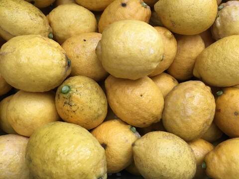 瀬戸内海の島レモン（農薬・除草剤・化学肥料不使用）