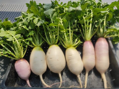 ✨【採れたて葉付き】食卓を彩る「旬のミニ大根」お任せ2〜3種セット｜採れたて直送！農薬・化成肥料不使用✨