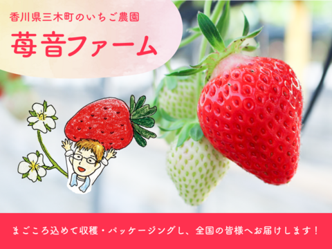 【苺音スタンダードハーフ約425g】香川県産さぬきひめ｜食べチョクいちごグランプリ2025金賞受賞❗️
