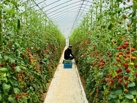 完熟 高糖度フルーツトマト（シュガープラム）　1,600g