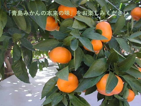 【貯蔵熟成で濃い甘み】濃蜜 青島みかん 5kg｜静岡県から産地直送（糖度12～14度）