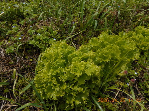 スナップエンドウ：自然農栽培で育てた奈良の野菜