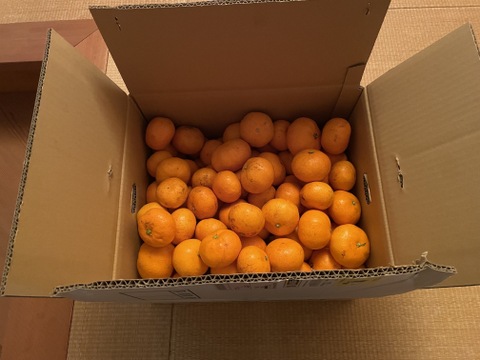 食べ過ぎ注意！山畑の有田みかん 10kg