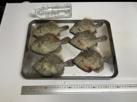 【肝がバターのようだ】本カワハギ/大きめサイズ/1000~1180g/【生】