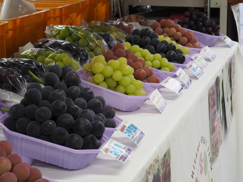 【福袋2025】9月上旬～収穫出来次第の発送★大粒ぶどう食べ比べ！！おまかせで5～8品種入り