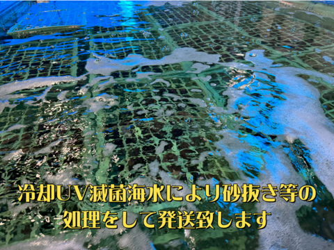 【3年物へのこだわり】天然ムール貝【1K】