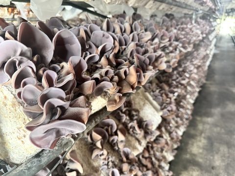 【お鍋にどうぞ】コリコリ食感★徳島県産乾燥きくらげ黒30g×2