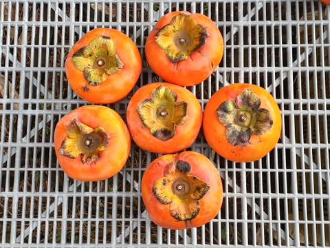 [訳あり]富有柿SMサイズ( 糖度10)4㎏和歌山産