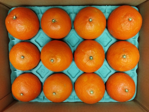 樹上完熟まどんな　贈答用【愛媛果試第28号】12玉