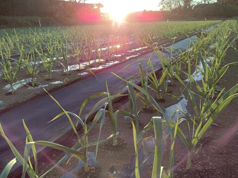 平戸ニンニク　300g