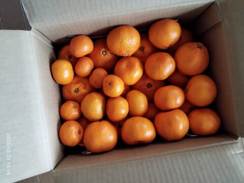 人気No.1手が止まらない有田みかん5kg！糖度11度〜