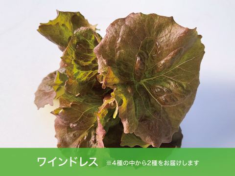 【農薬化学肥料不使用】つなぐファーム厳選おすすめセット【2種類の野菜】　1箱8袋（2種類×4袋）（1袋70～90ｇ程度）