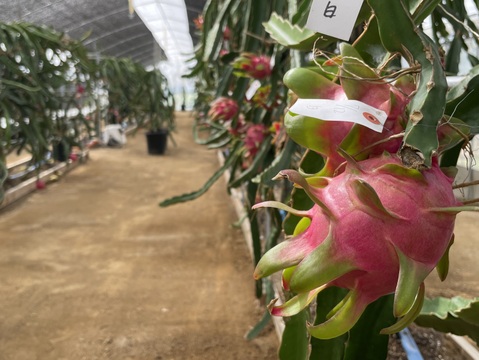 【冷凍ドラゴンフルーツ(白肉種)】真空冷凍で旬の味、栄養素をそのままギュッと閉じ込め！　100g×5ﾊﾟｯｸ(計500g)