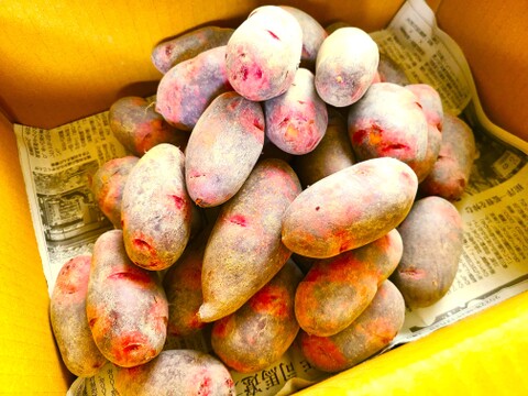 ちょっと小さめ！！じゃがいも　グラウンドペチカ（デストロイヤー）　５ｋｇ