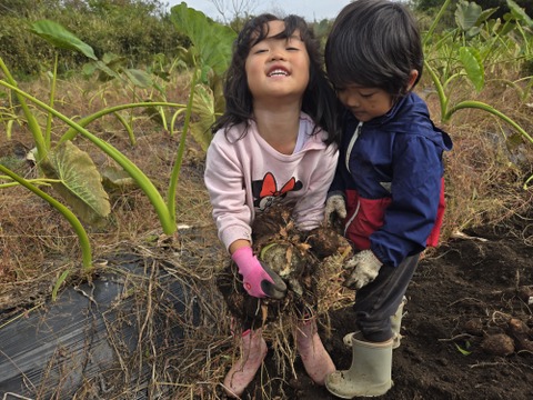 数量限定！元気いっぱい有機栽培の里芋　1kg