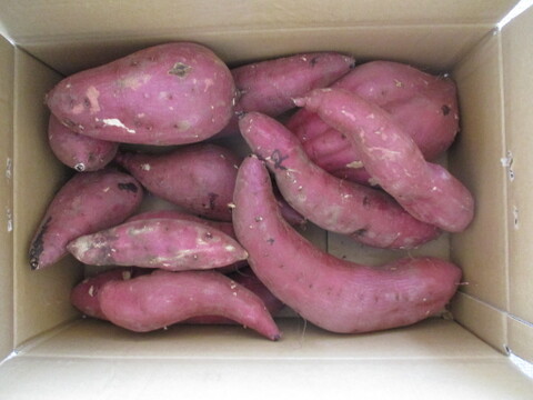 訳あり！熟成紅はるか　5kg  さつまいも