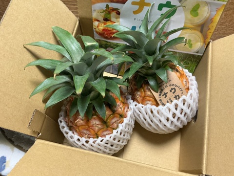 《先行予約》『初ピーチの方に大好評!!』✨完熟ピーチパイン約1.2Kg(2〜3個入)✨ほんの〜り桃の香りのする不思議なパイン✨世界自然遺産の島『西表島』より、産地直送でお届けします✨