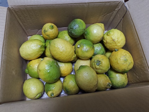 訳あり　愛媛県産　瀬戸内　栽培期間中農薬不使用　国産レモン　2kg