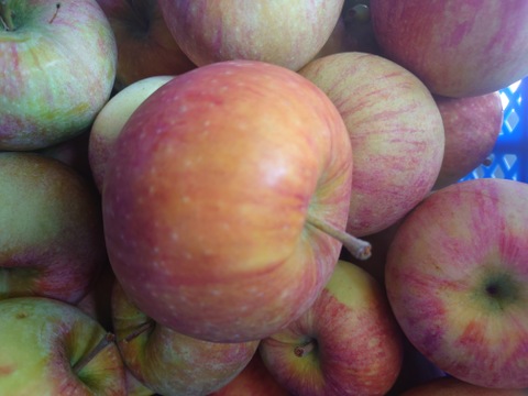 【訳ありにつきお買い得】シナノリップバラ詰め　ご家庭用約２キロ　真夏のジューシーリンゴ！