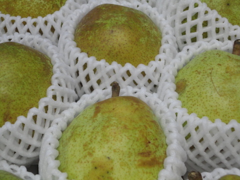 【冬ギフト】西洋梨　ラ・フランス　3キロ箱使用　10個から13個入り　11月中旬から発送