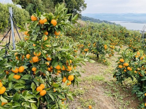 【数量限定・家庭用】熊本県産早生みかん3kg　甘さギュッ！樹上完熟を農家直送でお届け