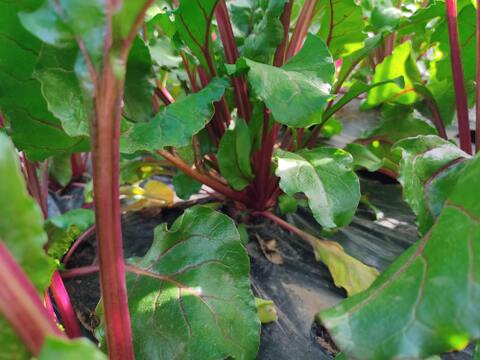 🌱収穫そのままお届け！畑直送！「食べる輸血」採れたて葉付きビーツ1〜2種セット約1.5kg🌱｜畑の鮮度そのまま✨｜農薬・化成肥料不使用｜✨