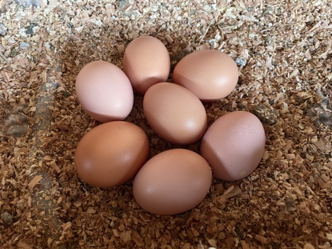 栄養価の高い縁起物の平飼い初卵　15個