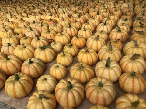 🎁じゃがいも2種500gずつのプレゼント🎁プッチィーニ4個のかぼちゃセット🎃栽培期間中農薬不使用・レンジ調理可のレシピ付き“インカのめざめ・インカのひとみ”は平均糖度超え