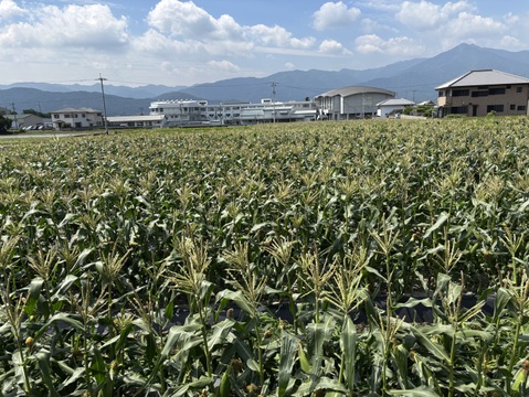 朝採り、当日発送！🌞甘みたっぷりスイートコーン！🌽12本入り【令和7年6月発送・予約限定】